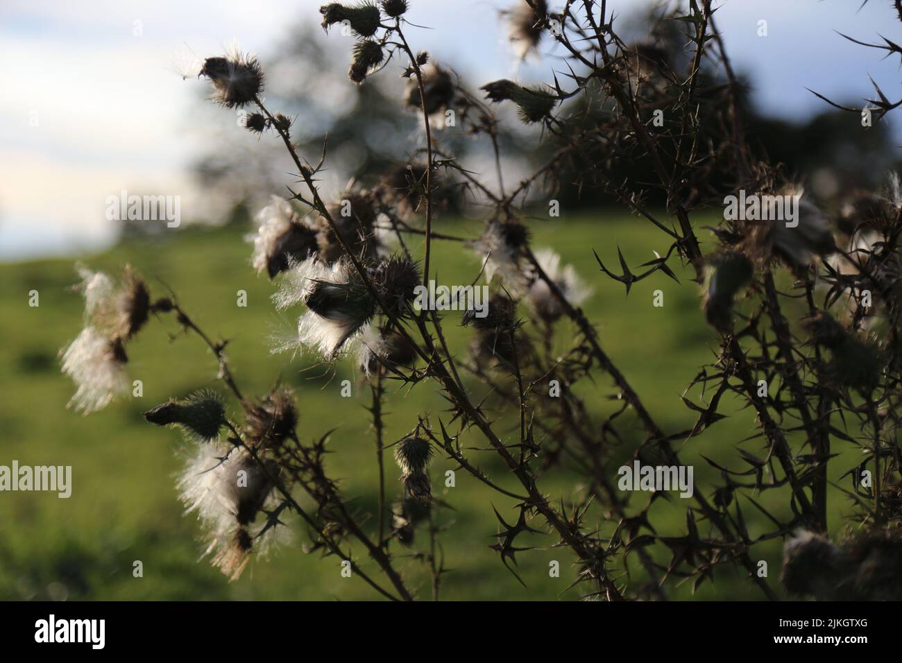 A closeup shot of plumeless thistles on the blurry background Stock Photo
