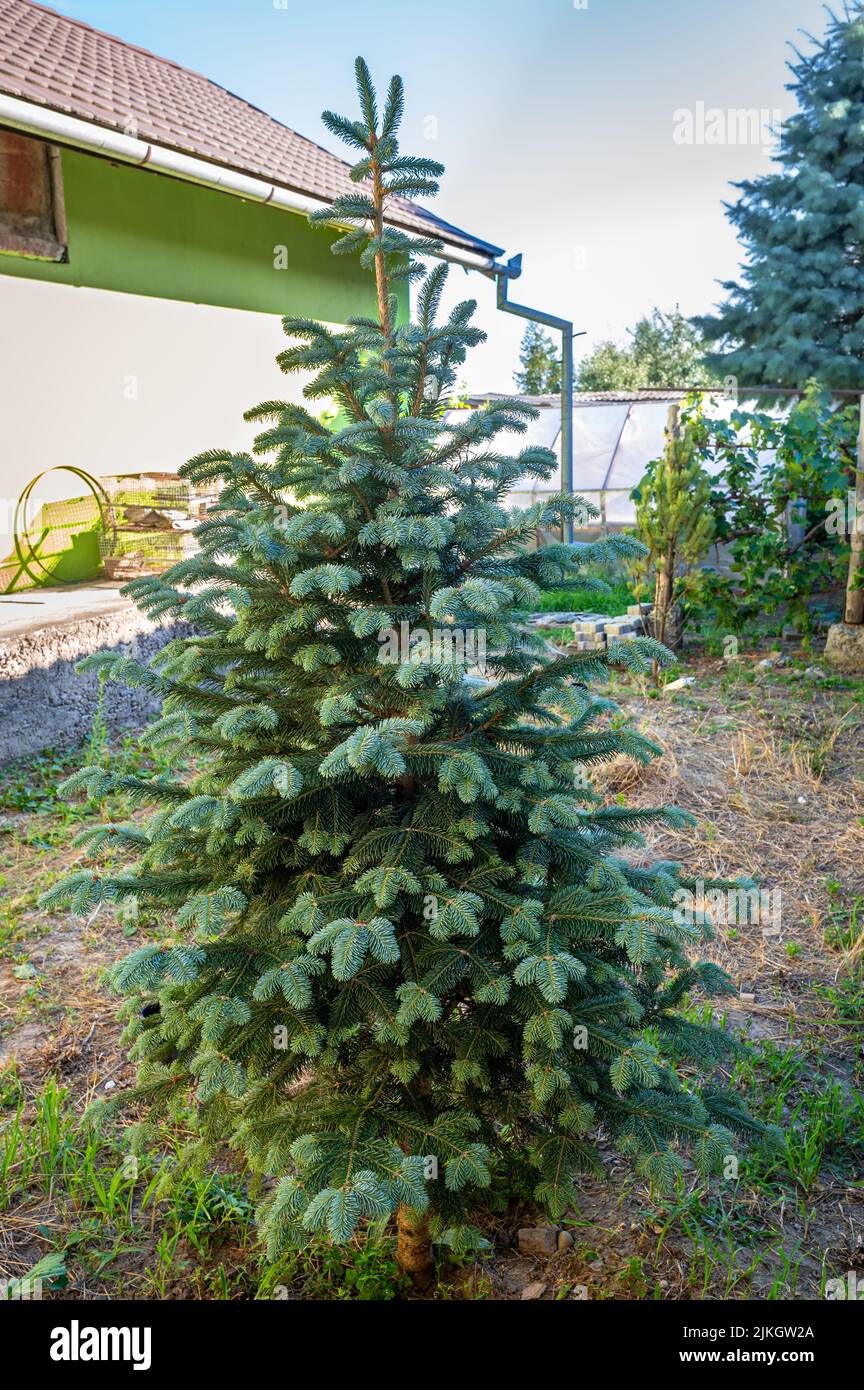 Young specimen of corkbark fir (Abies lasiocarpa arizonica) with fresh soft blue-green needles in a garden Stock Photo