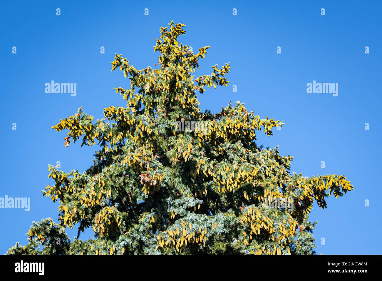 Top of a tall blue spruce (Picea pungens glauca) tree with many ripening yellow cones. Stock Photo