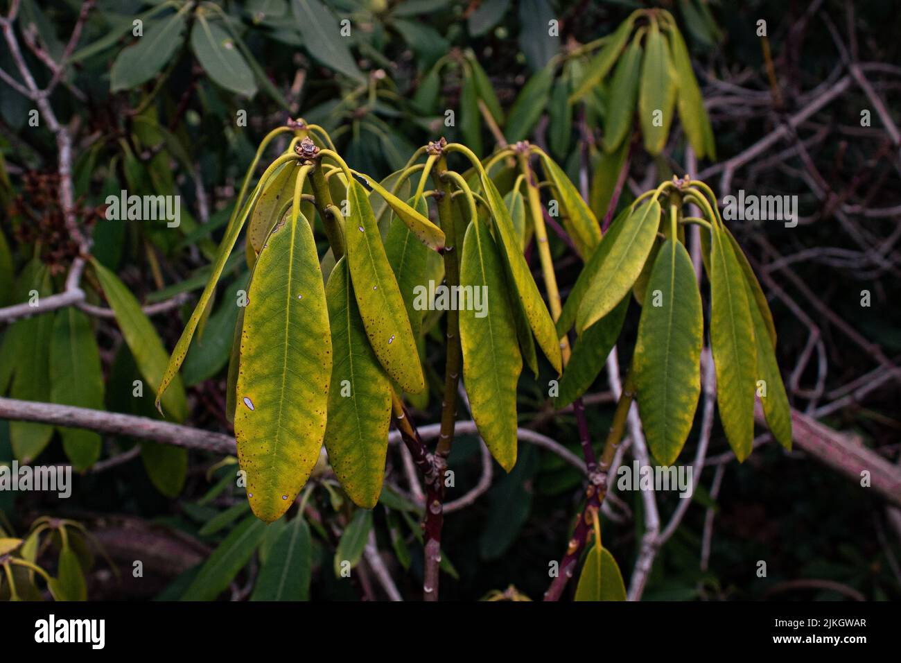 The green leaves growing on the tree branches in the wild Stock Photo