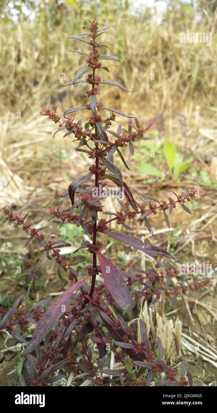 Ammannia is a genus of around 100 species of plants often referred to as redstems from wet areas in America, Africa, Asia, Australia and Europe. Stock Photo