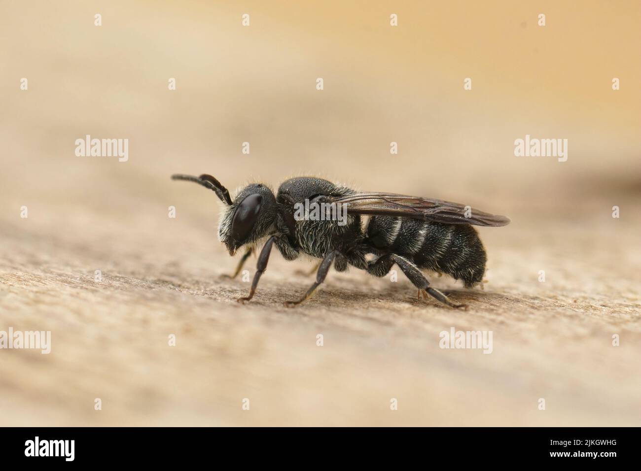 Closeup on a small female cleptoparasite dark bee, Stelis breviuscula sitting on wood in the garden Stock Photo
