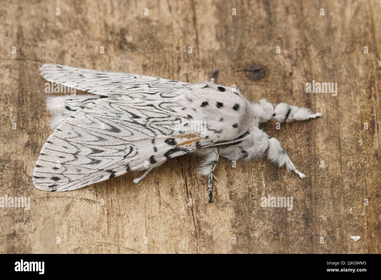 Closeup on the white Lesser Puss Moth , Cerura erminea sitting with ...