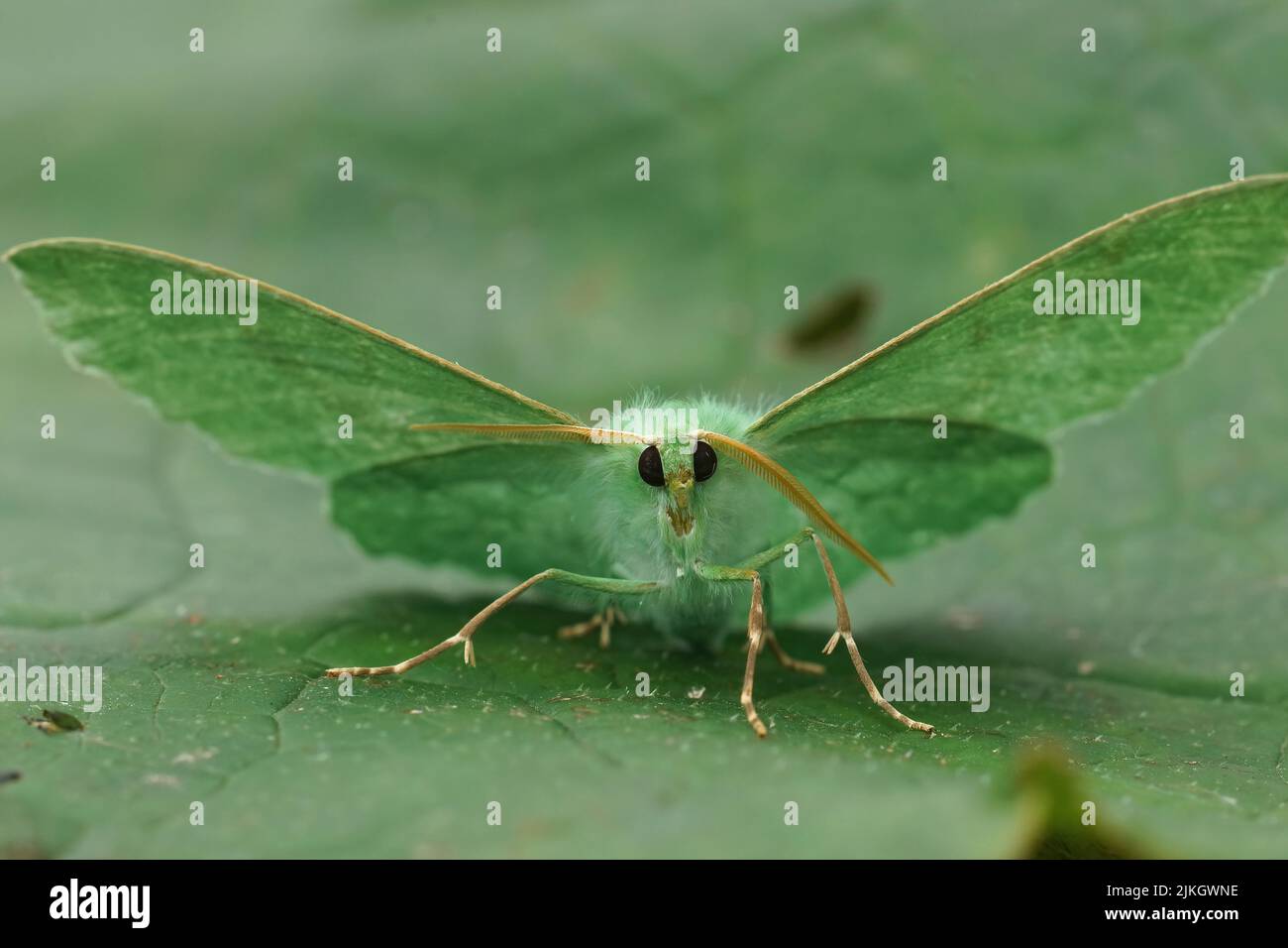 Soft frontal closeup on the Emerald geometer moth, Geometra ...
