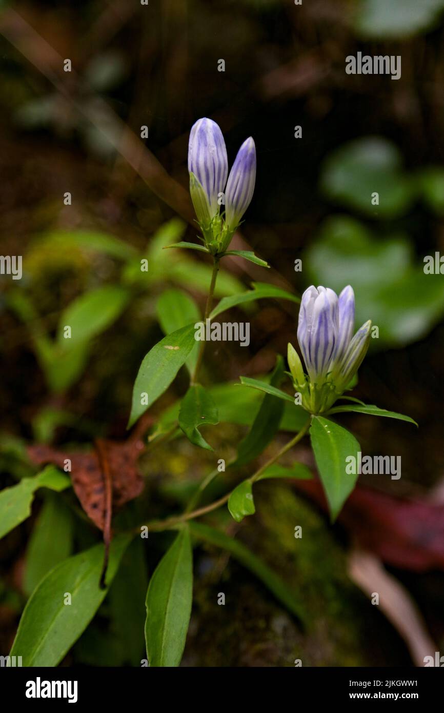 A closeup of Japanese gentian (Gentiana scabra) flowers Stock Photo