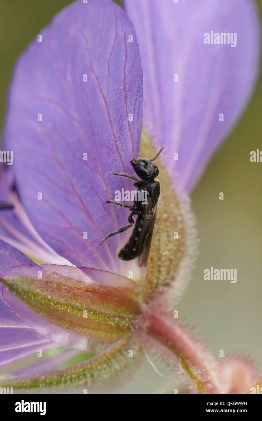 Closeup on a small harebell carpenter bee, Chelostoma campanularum, resting on the backside of a blue Geranium flower in the garden Stock Photo