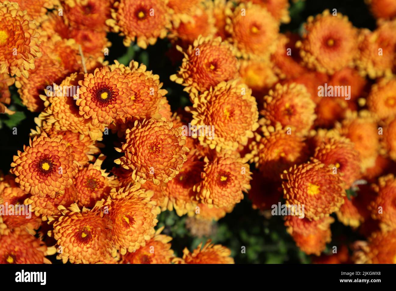 A closeup of hardy garden mum flowers Stock Photo