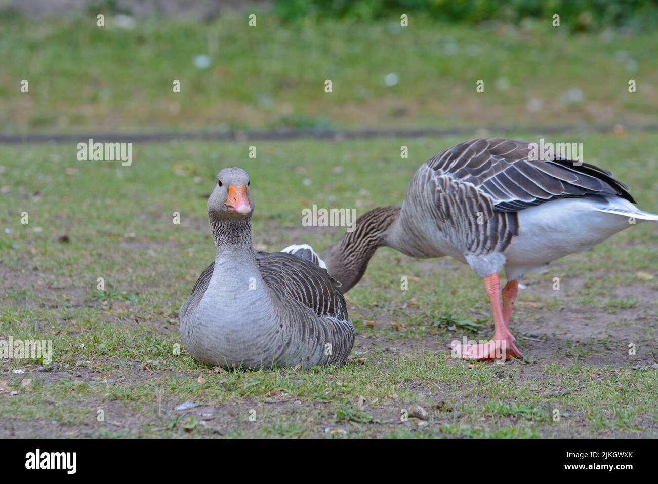 The closeup Greylag geese sitting on the ground in the farm Stock Photo Alamy