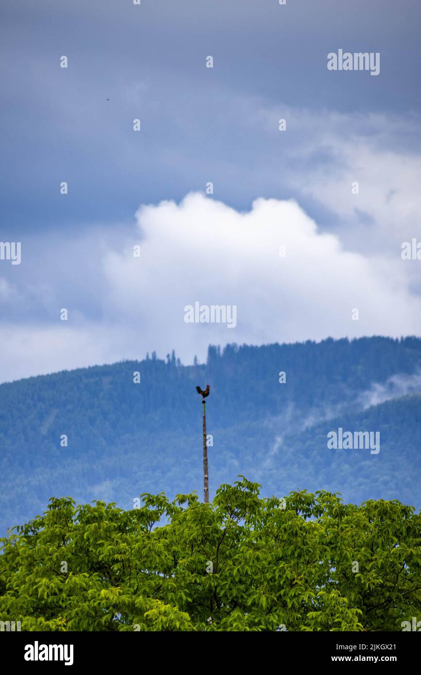 A vertical of a tall rooster weather vane on hills background Stock Photo
