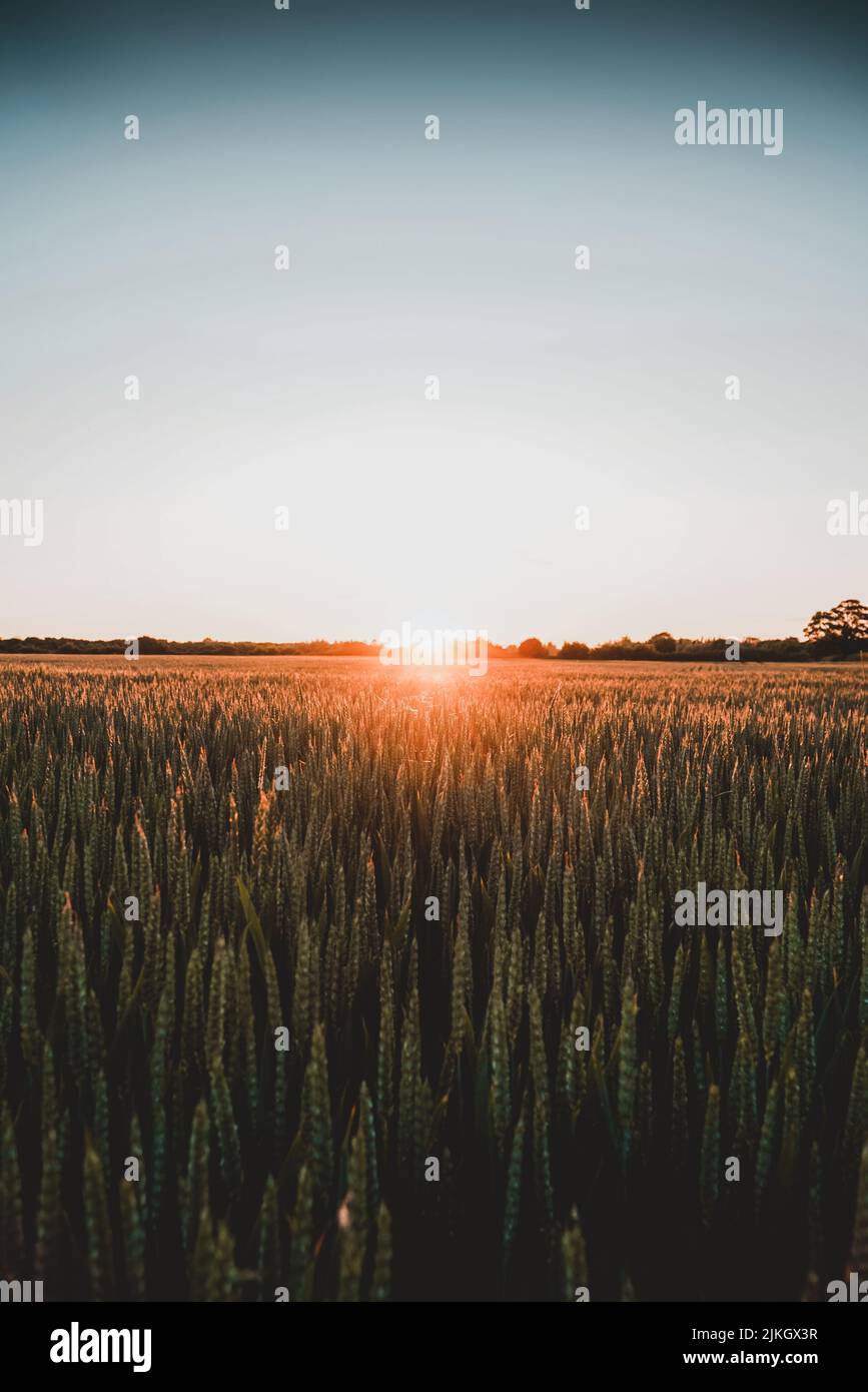 Taken in a crops field at sunset or in golden hour Stock Photo