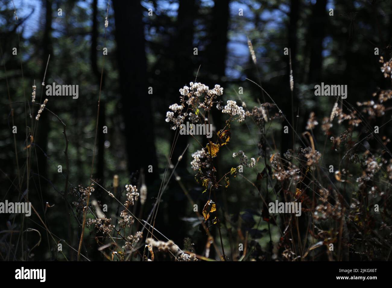 A closeup of white weeds in a dense forest Stock Photo - Alamy