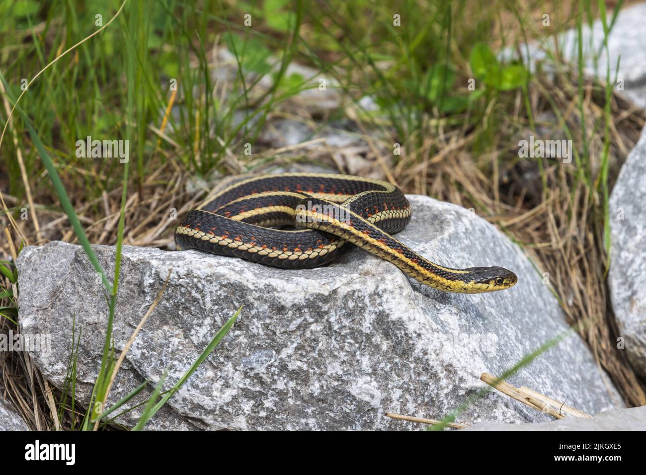 A closeup of a butler's garter snake on a stone Stock Photo