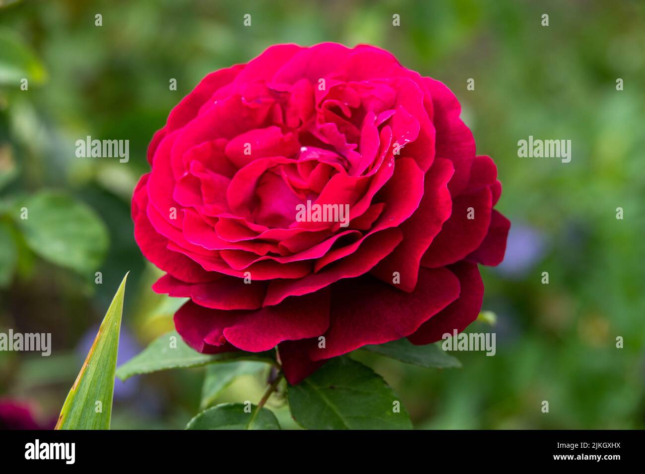 beautiful romantic red rose with a blurred green background Stock Photo ...