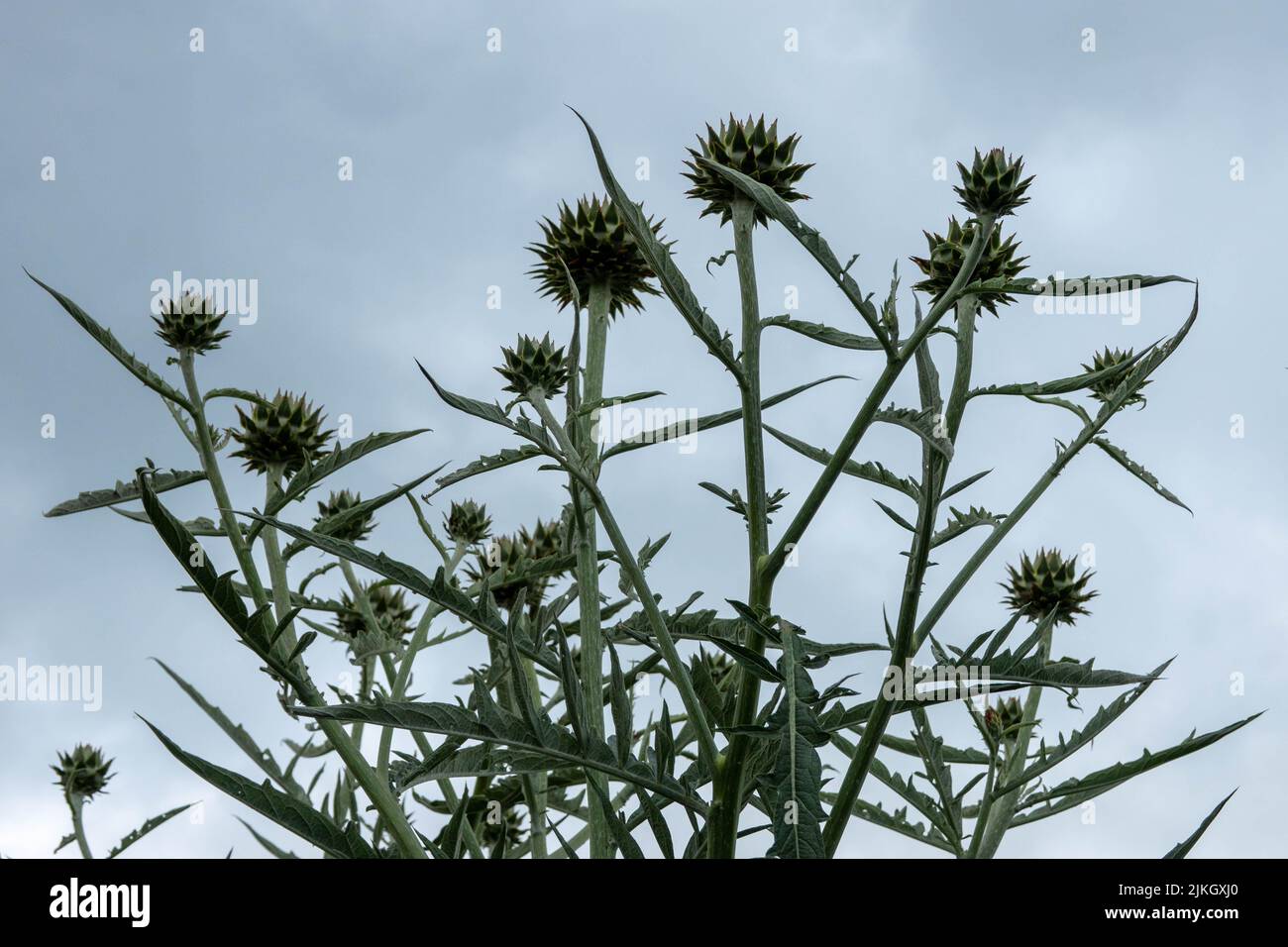 the globe artichoke also known by the names french artichoke and green artichoke with a stormy summer sky in the background Stock Photo