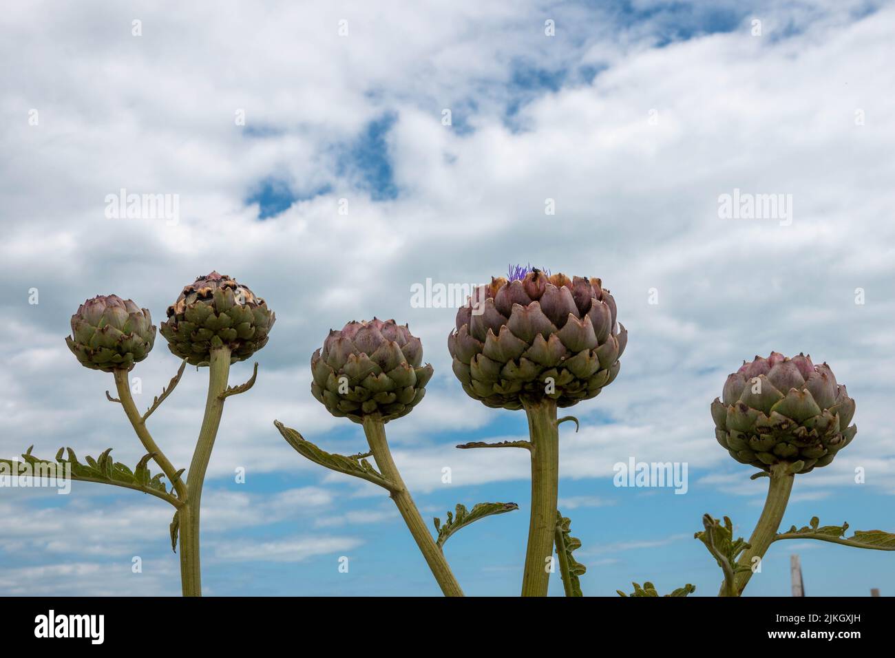 the globe artichoke also known by the names french artichoke and green artichoke with fluffy white clouds and blue sky in the background Stock Photo
