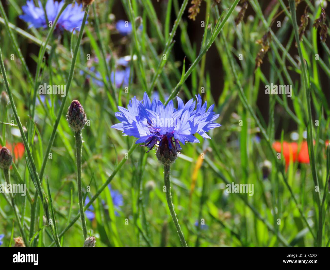 bright blue flowers of the cornflower also known as bachelor's button Stock Photo