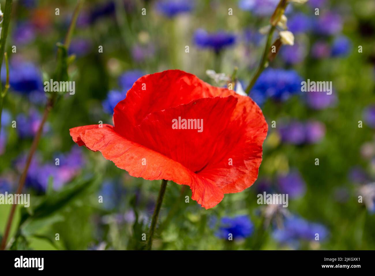 beautiful bright red poppy with blurred vivid blue cornflowers in the background Stock Photo