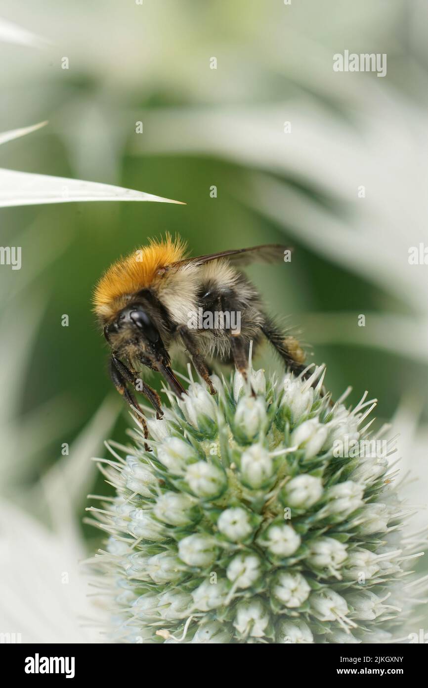 Vertical closeup on a Common brown banded carder bee, Bombus pascuorum on a large Eryngium giganteum thistle flower Stock Photo