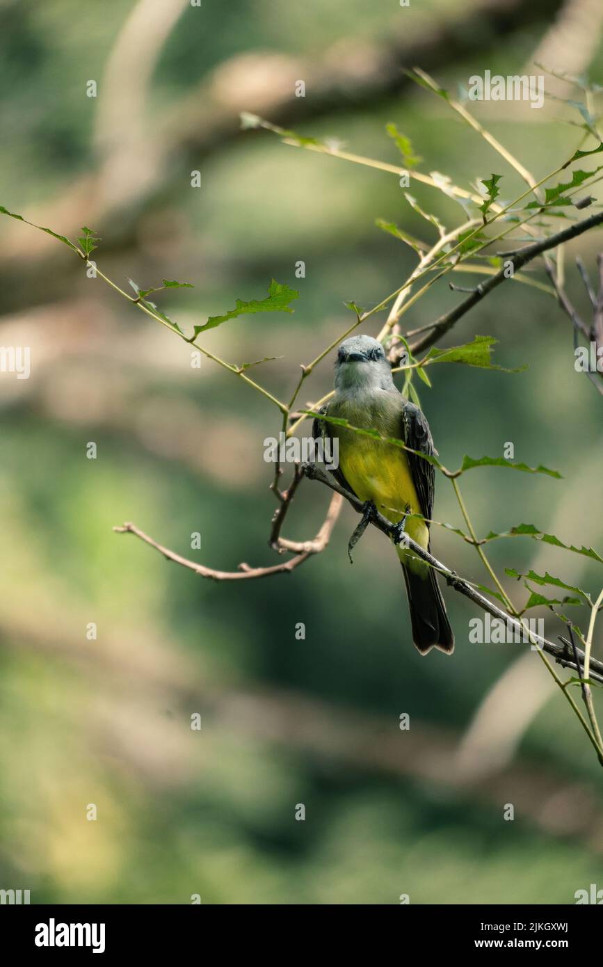 The macro shot of Coraciiformes colorful bird on a small green branch, vertical Stock Photo