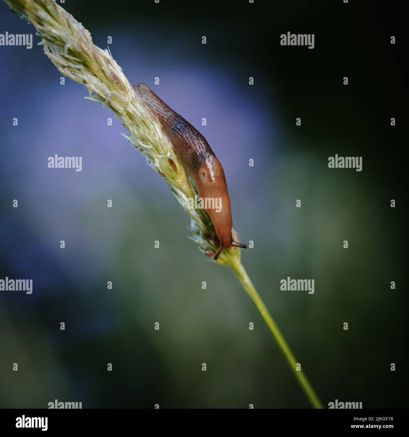 Orange and black land slug feeding on grass seed head Stock Photo