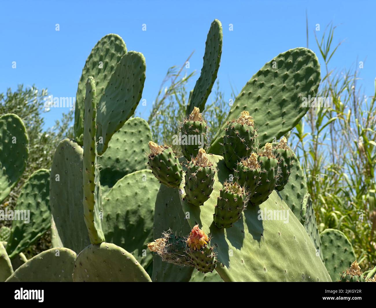 Closeup shot prickly shrub hi-res stock photography and images - Alamy