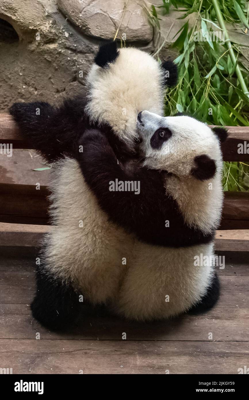 Giant pandas, bear pandas, two babies playing together Stock Photo