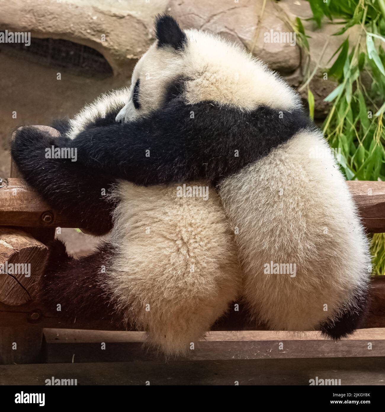 Giant pandas, bear pandas, two babies playing together Stock Photo Alamy