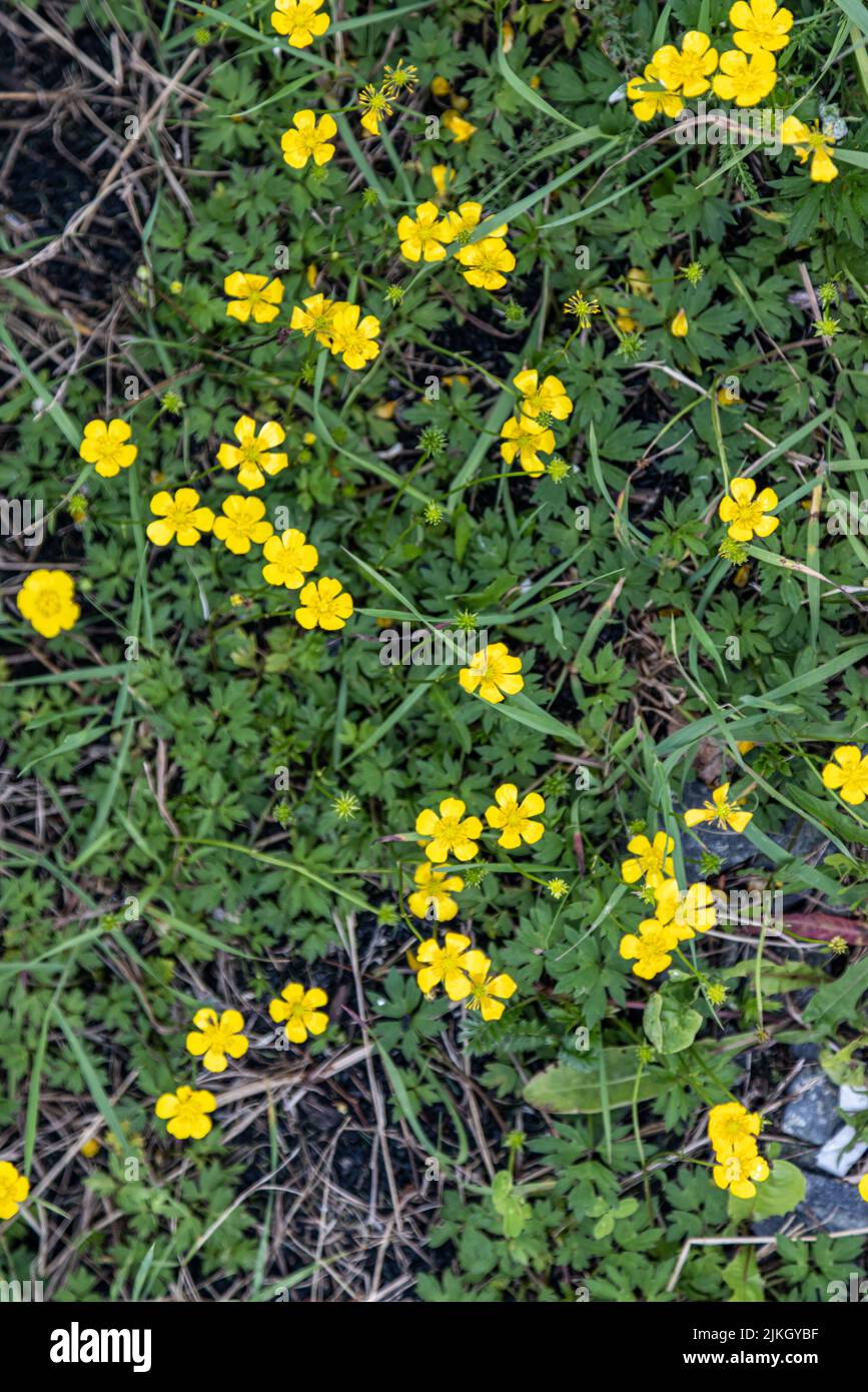 Ranunculus Creeping buttercup  Ranunculus repens Stock Photo