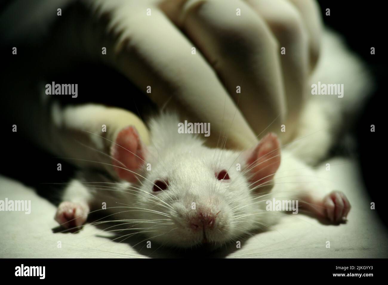A closeup shot of a white lab rat during an experiment at the Yerevan State Medical University Stock Photo