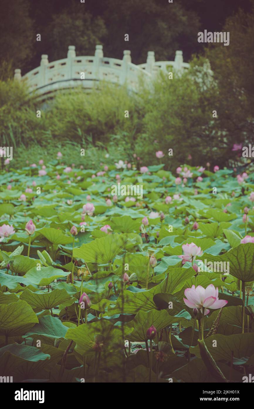 A vertical shot of a lotus lake in a park with a beaoutyfull white bridge Stock Photo