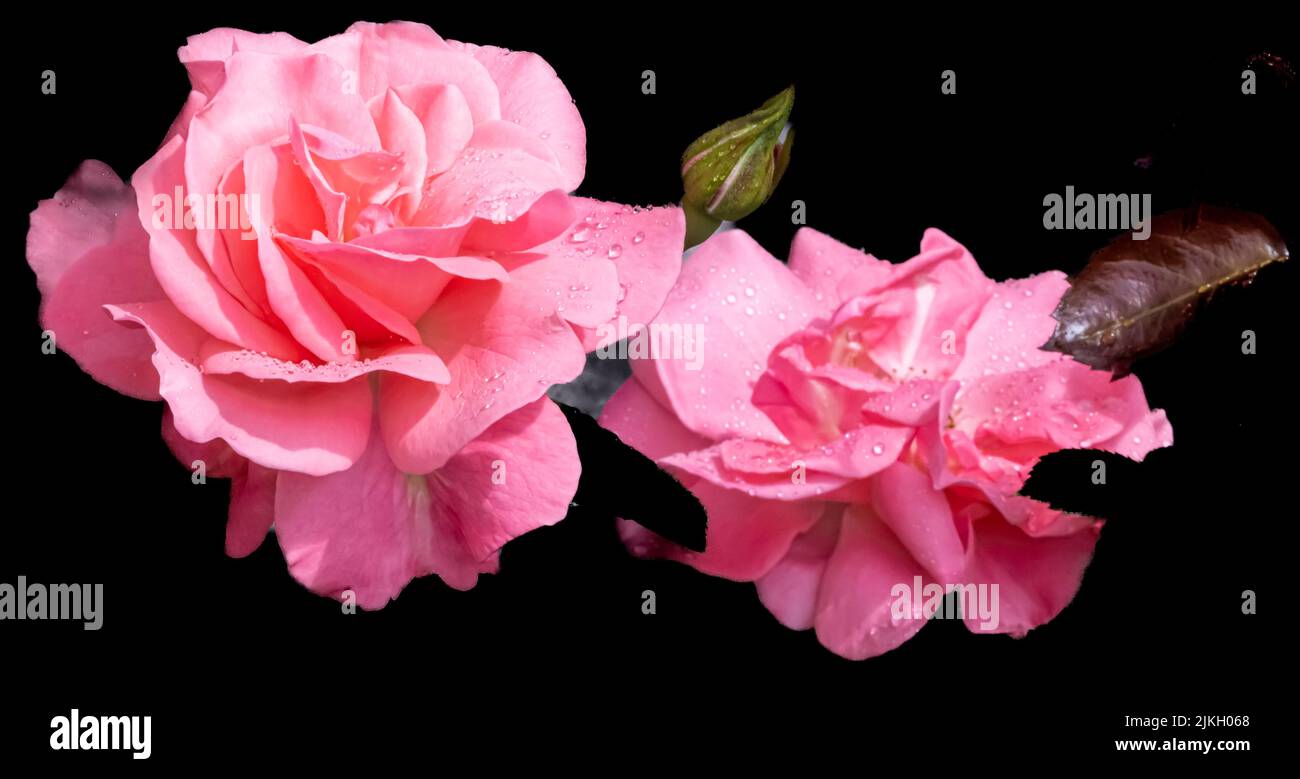 Roses China rose Rosa chinensiss Stock Photo Alamy