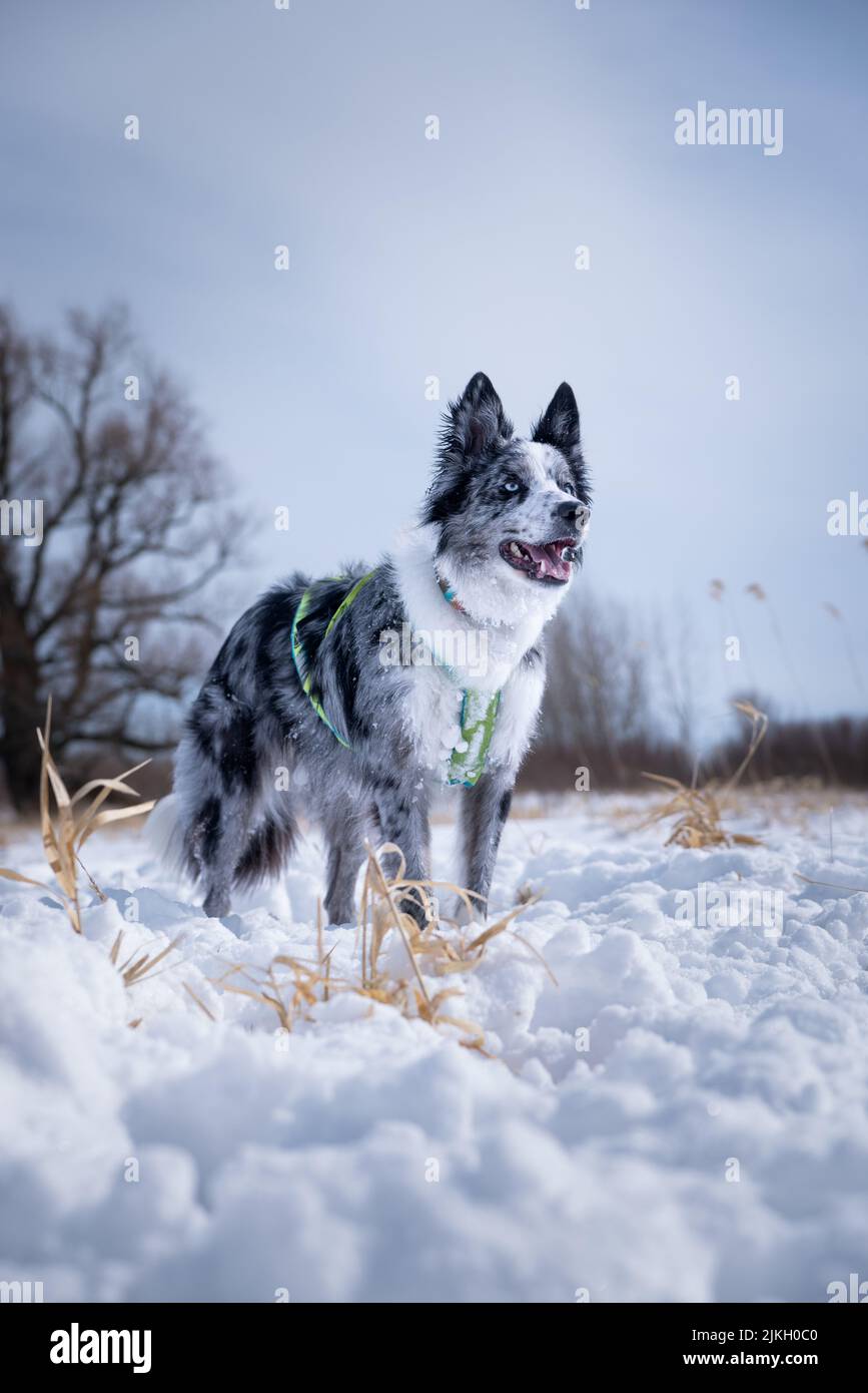 A vertical shot of a cute australian shepherd  playing outside in snow on a cold winter day Stock Photo