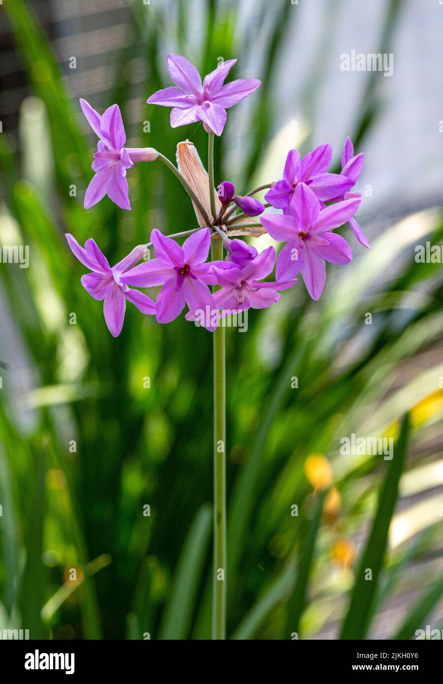 Close up of violet society garlic (tulbaghia violacea) in bloom Stock Photo