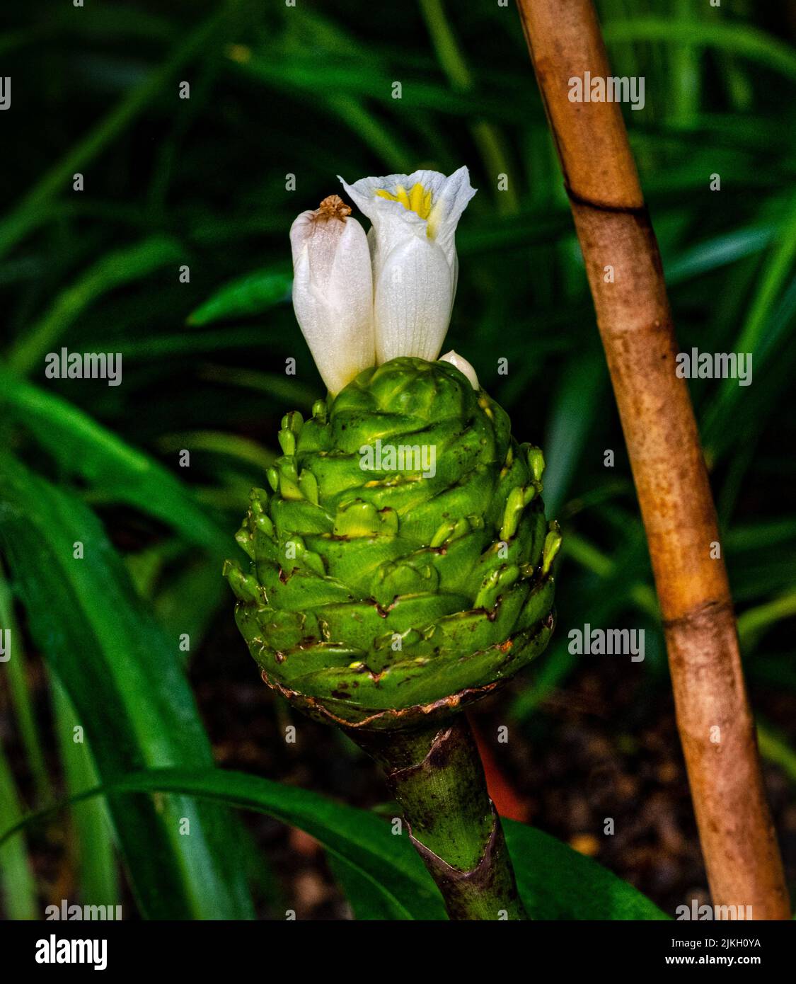Close up of crepe ginger (Costus speciosus) white flower blossoming Stock Photo