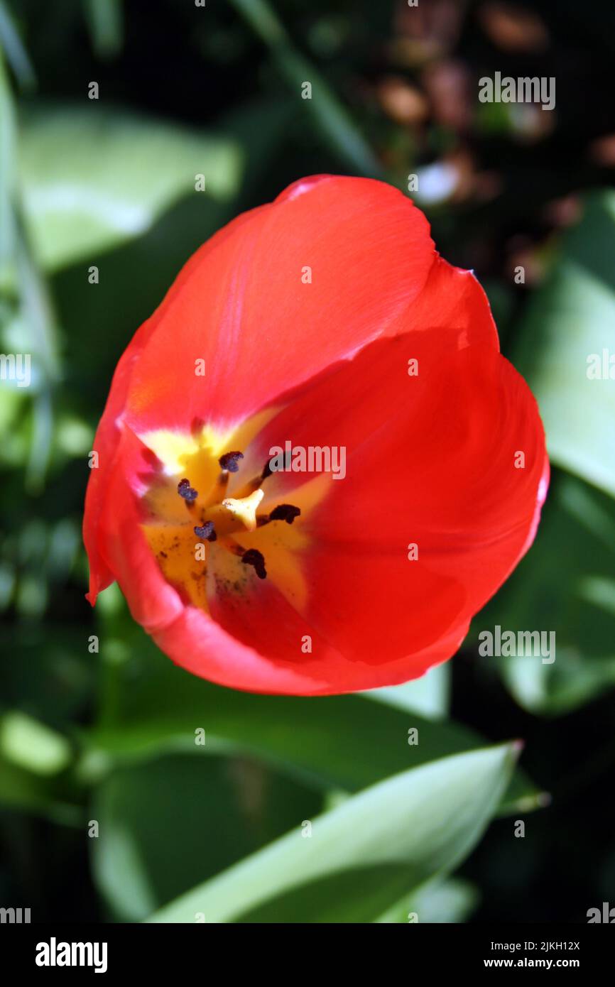 A vertical top view of a blooming red garden tulip flower Stock Photo ...