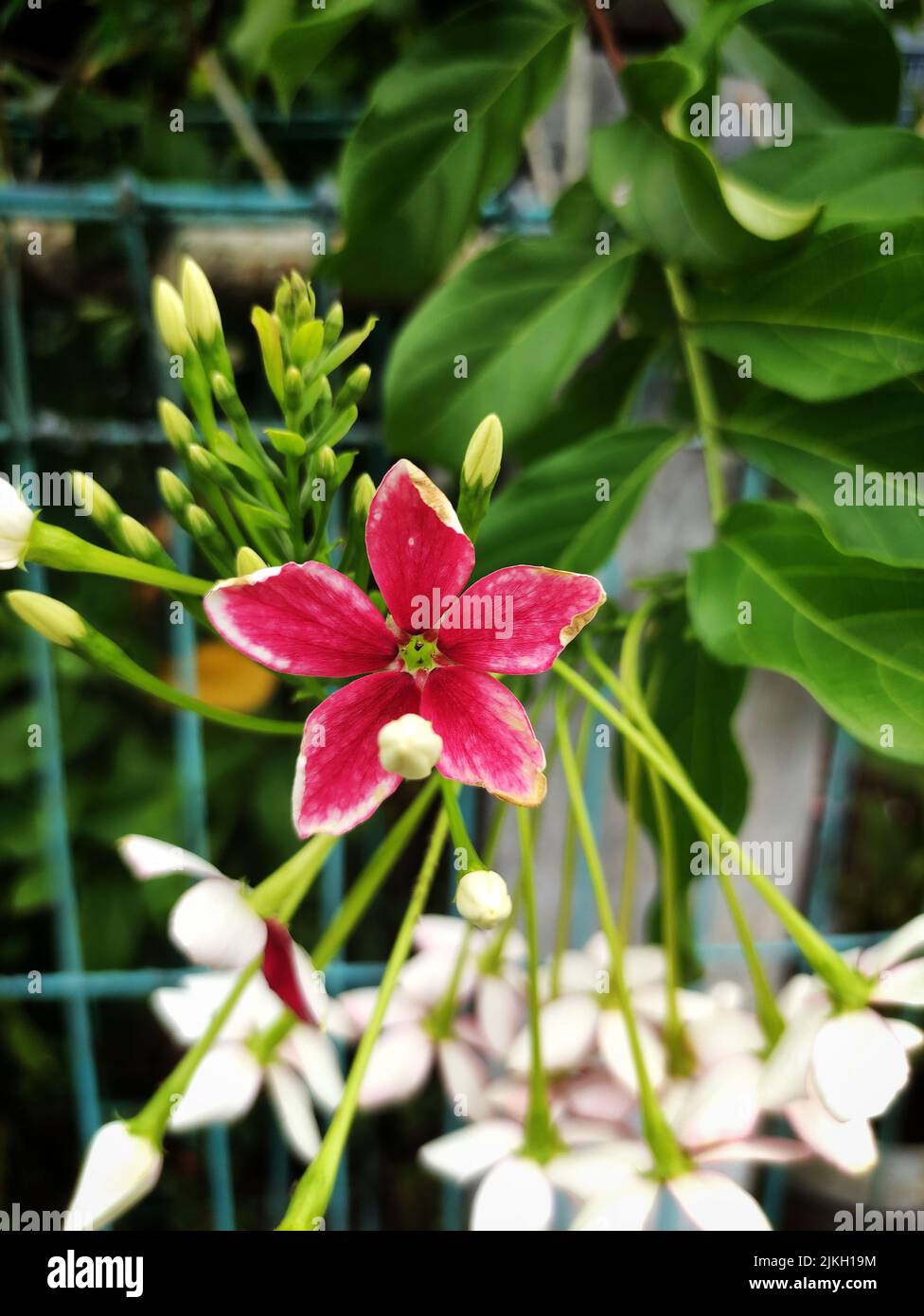 A vertical closeup shot of a pink Rangoon creeper (Combretum indicum) Stock Photo
