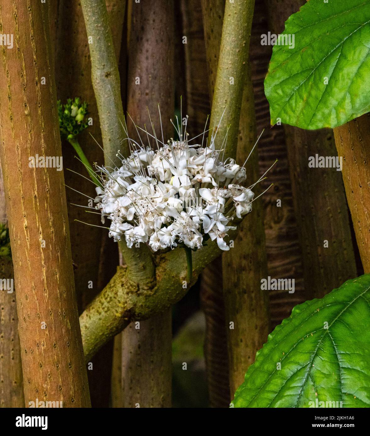 Bloom of Clerodendrum schweinfurthii (Verbenaceae) Stock Photo