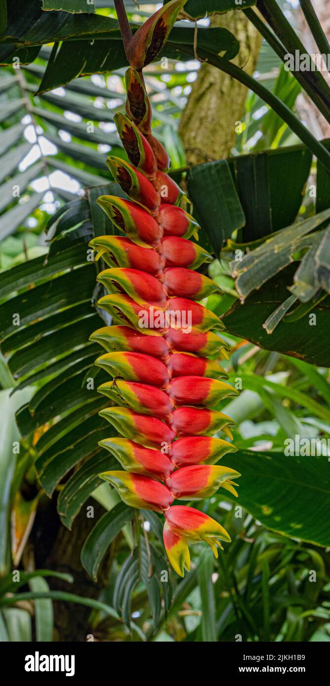 Heliconia velutina in the rain forest Stock Photo