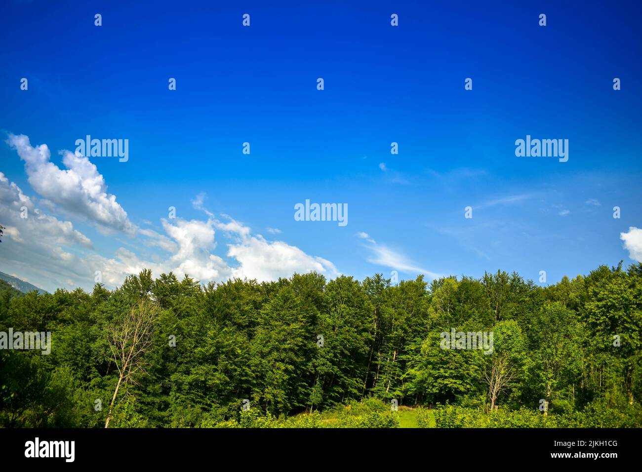 A mesmerizing view of the forest with dense green trees and grass ...