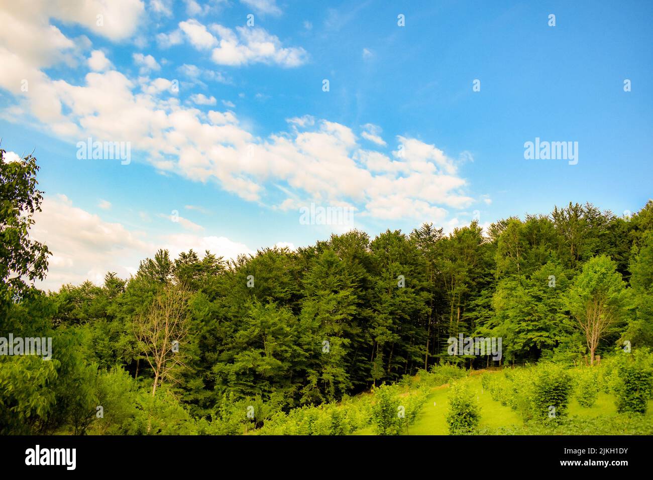 A mesmerizing view of the forest with dense green trees and grass against a cloudy sky Stock Photo