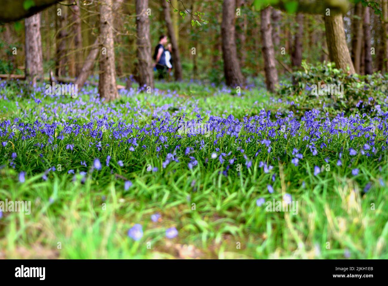 A selective focus shot of common bluebells (Hyacinthoides non-scripta) with passers-by in the distance Stock Photo