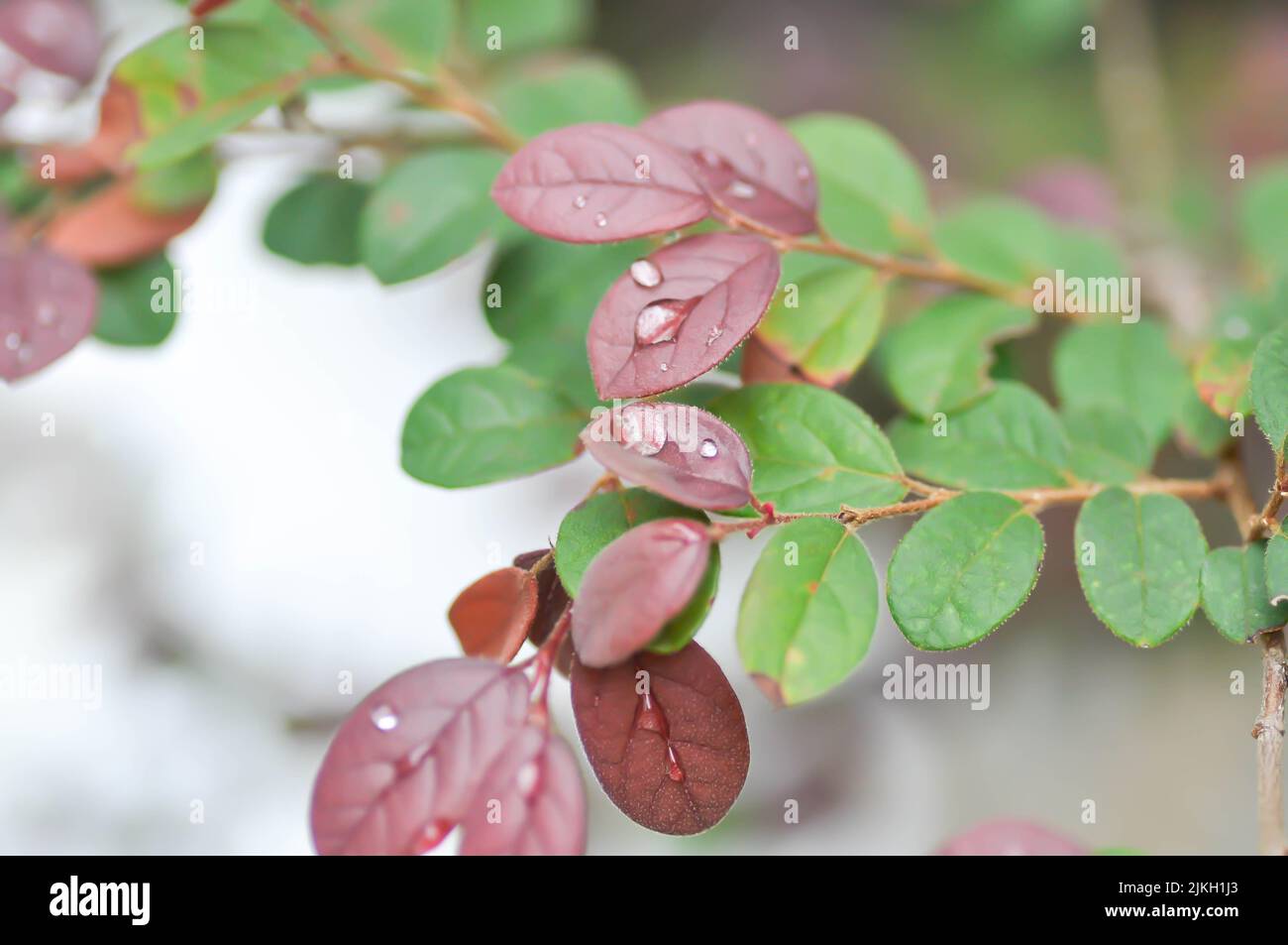 Chinese Fringe Flower, Loropetalum chinense or Loropetalum and rain