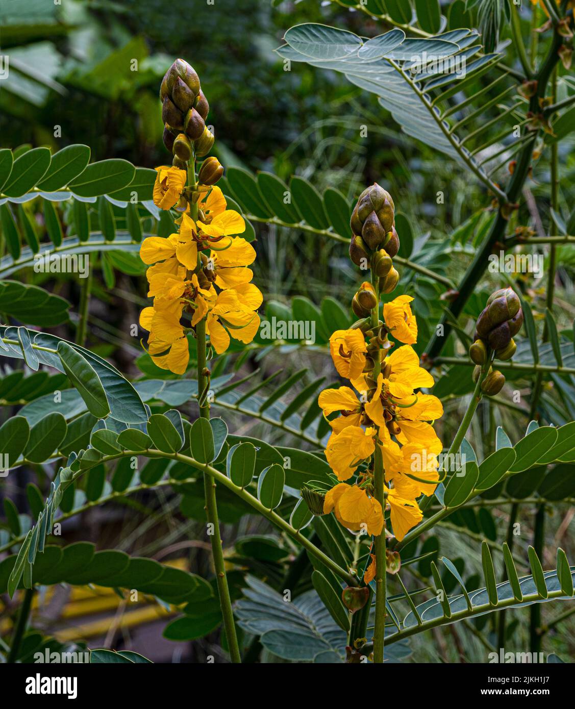 Bright yellow flowers of popcorn senna also called Senna didymobotrya found in Sri Lanka and India. Stock Photo
