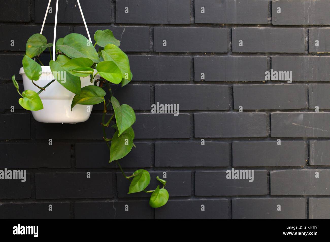Hanging plants indoor hires stock photography and images Alamy