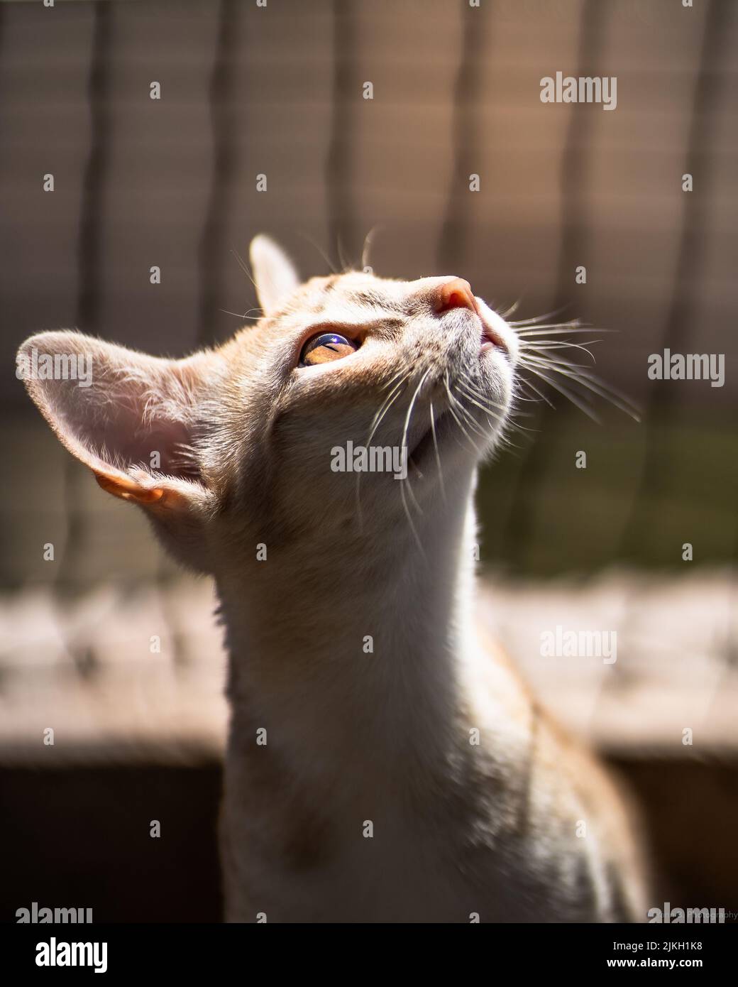 A vertical closeup shot of an adorable Abyssinian kitten with yellow