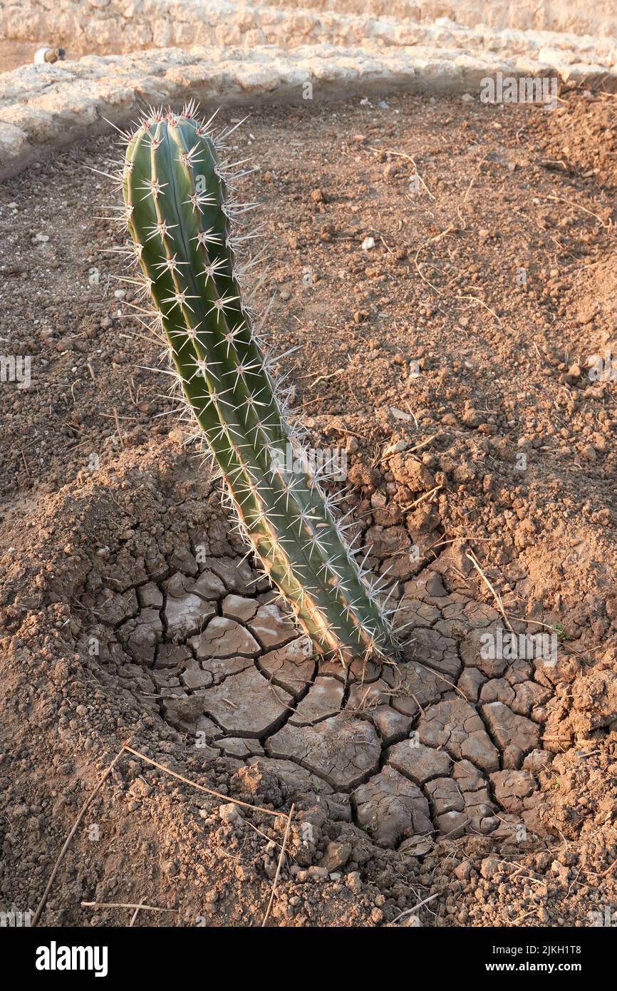 A vertical closeup of a Pilosocereus cactus growing in a desert in