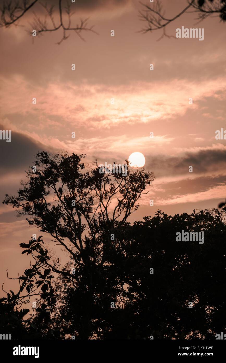 A vertical of a silhouette of a tree against a cloudy sky at sunset ...