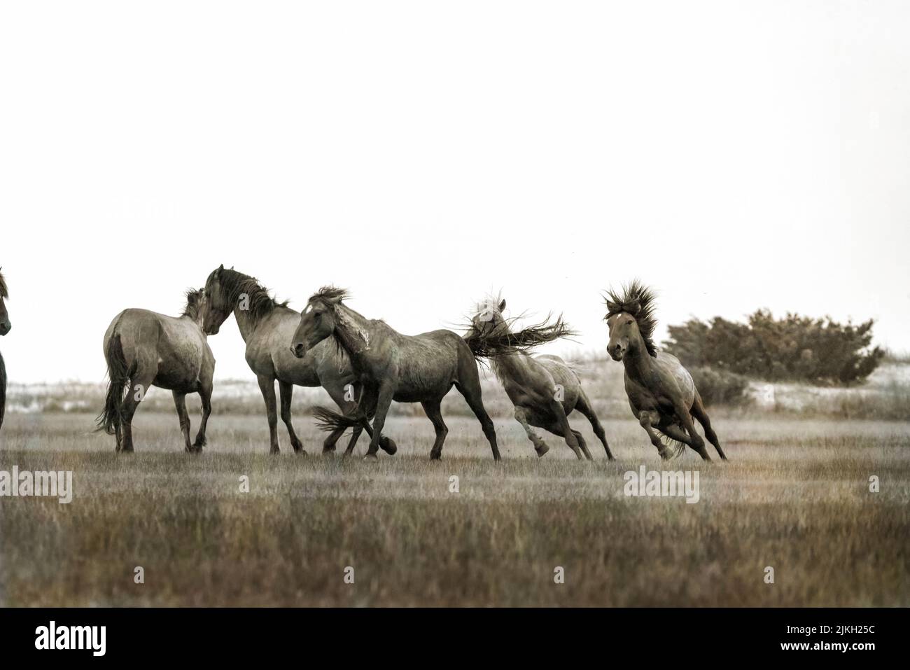 These wild horses can only be reached by boat, where they have free run of the main area of Rachel Carson Reserve, made up of Town Marsh, Carrot Islan Stock Photo
