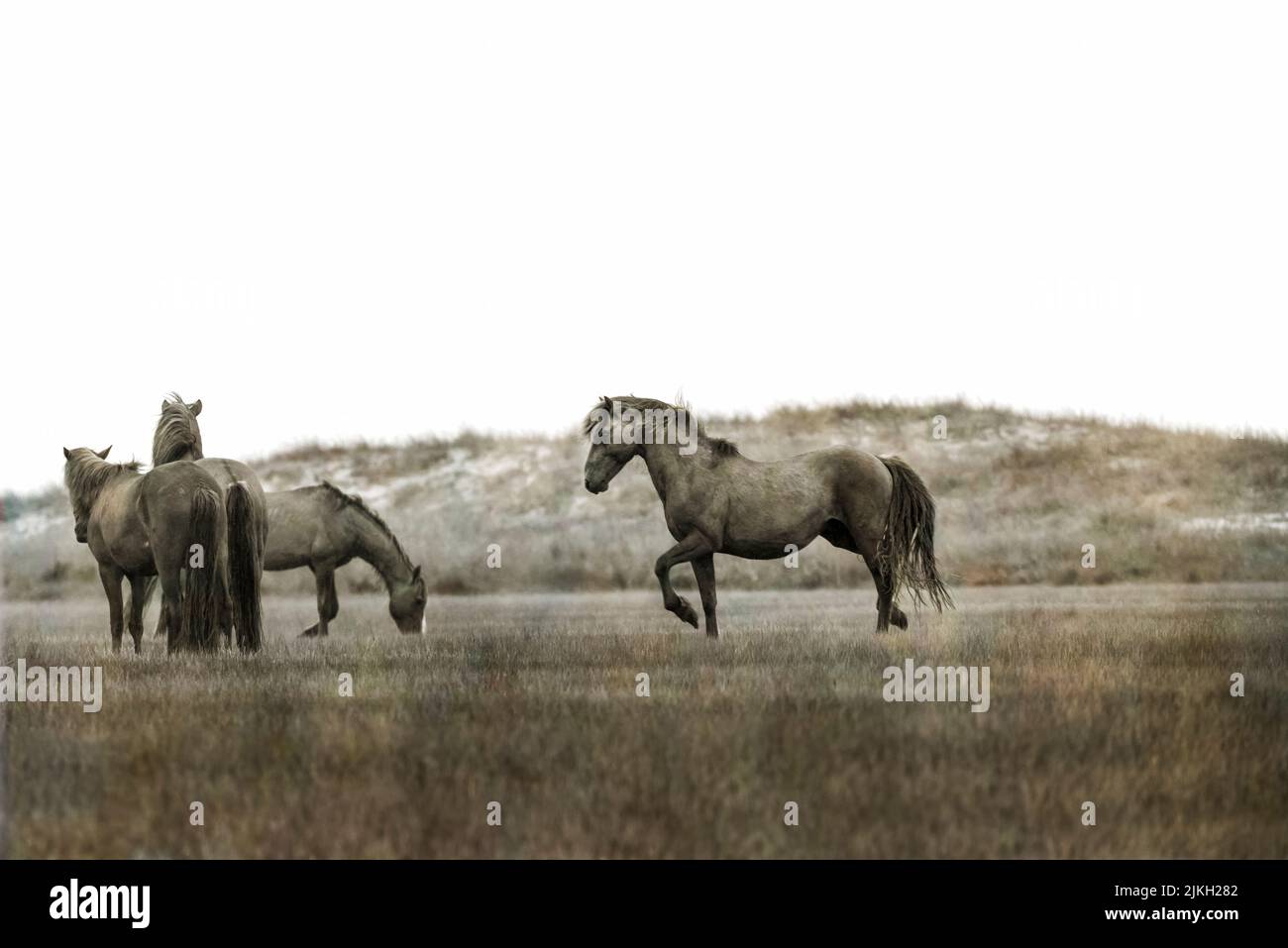 These wild horses can only be reached by boat, where they have free run of the main area of Rachel Carson Reserve, made up of Town Marsh, Carrot Islan Stock Photo