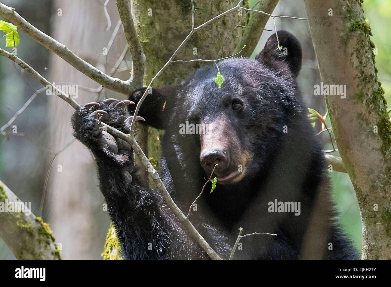 Black bear eating in leave in a tree Stock Photo Alamy